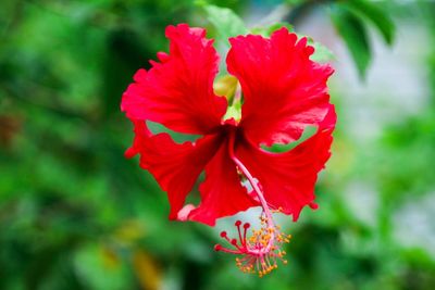 Close-up of red hibiscus blooming outdoors