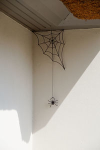 Close-up of spider on wall