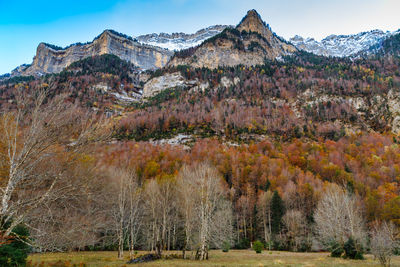 View of trees on mountain