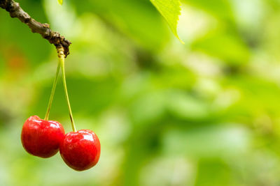 Close-up of cherries on plant