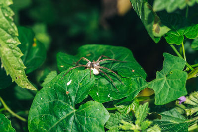 Close-up of insect on leaf