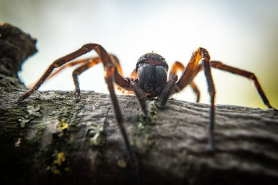 Close-up of spider on wood