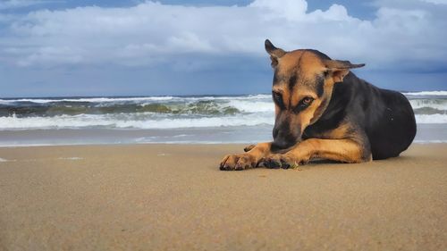 Dog on beach