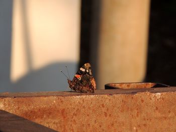 Close-up of butterfly on wall