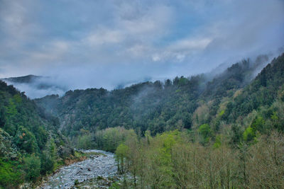 Calabrian woods