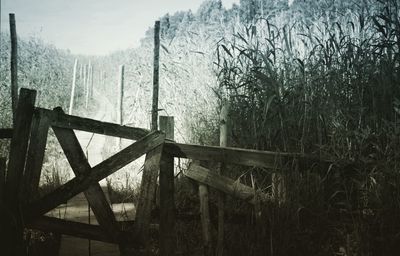 Scenic view of forest during winter