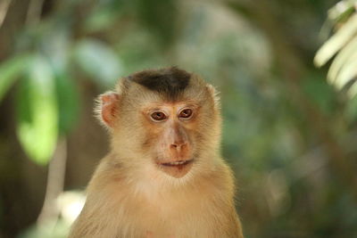 Close-up portrait of a monkey