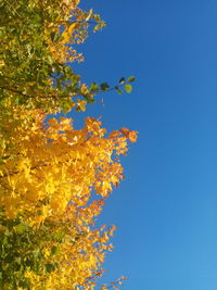 Low angle view of flowering plant against clear blue sky