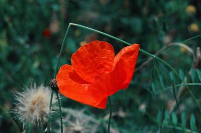 Close-up of red poppy flower on field