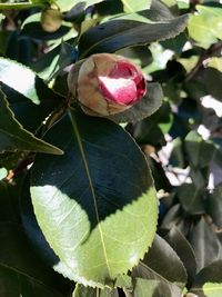 Close-up of fresh green plant