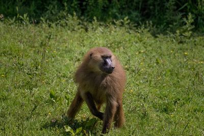 Monkey sitting on land