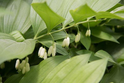 Close-up of white flowering plant leaves