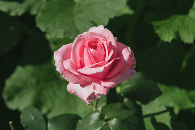 Close-up of pink rose