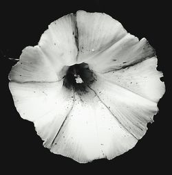 Close-up of flower over black background