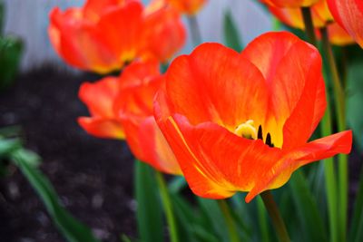 Close-up of red tulip