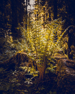 Trees in forest