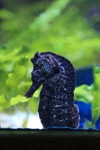 Close-up of sea horse in aquarium