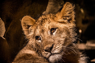 An amazing photo of a curious baby lion cub posing for a great portrait shot