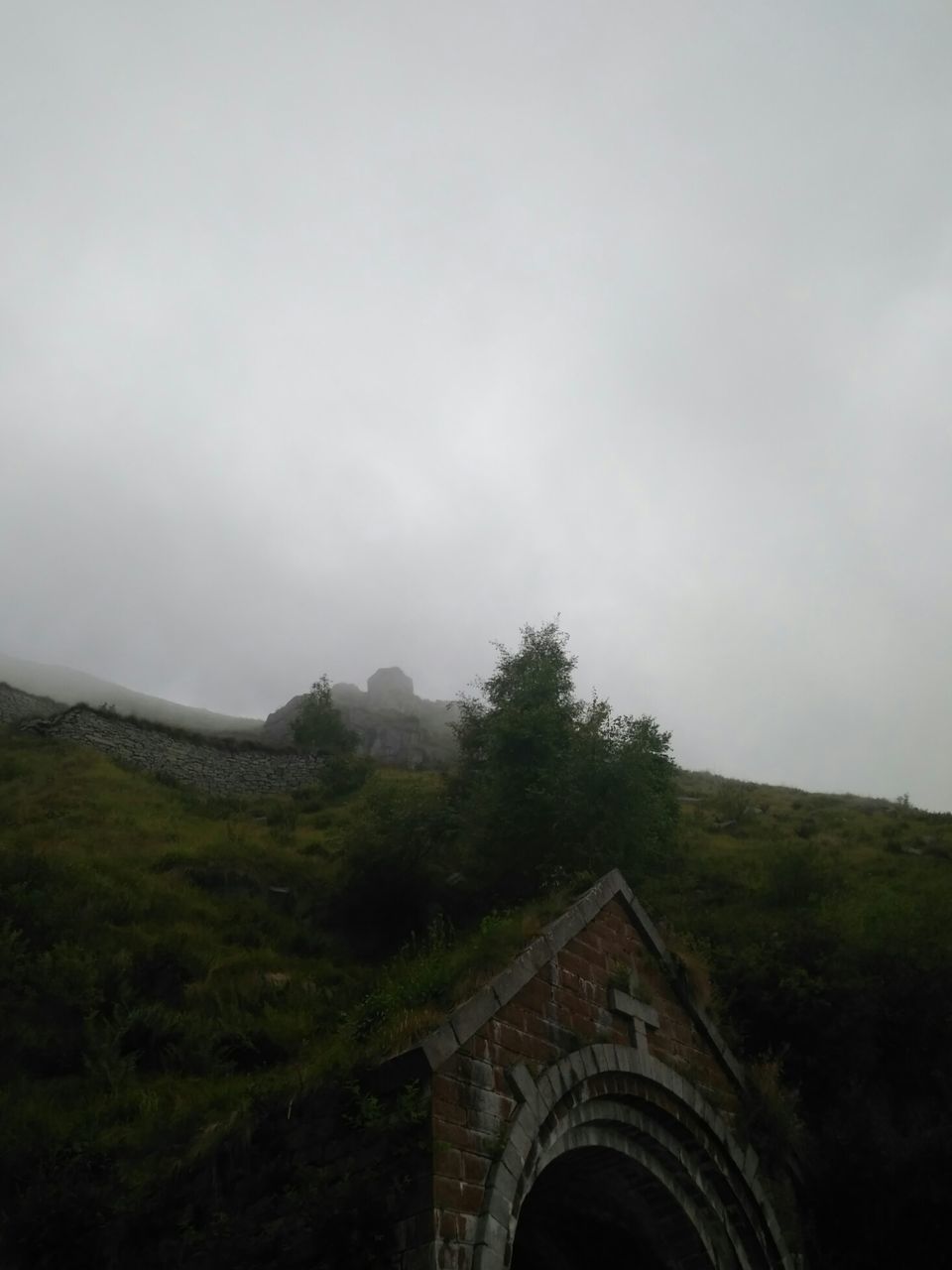 LOW ANGLE VIEW OF TREES AND MOUNTAIN AGAINST SKY