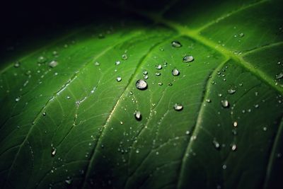 Close-up of wet leaves on rainy day