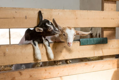 Midsections of two young kid goats