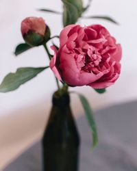 Close-up of pink rose