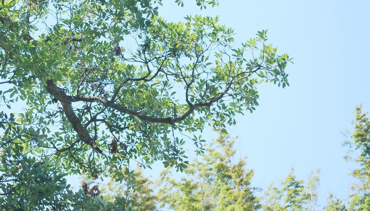 tree, low angle view, growth, branch, clear sky, nature, green color, beauty in nature, tranquility, leaf, sky, day, freshness, outdoors, no people, blue, green, sunlight, lush foliage, yellow