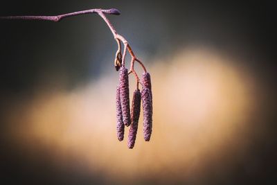 Alder tree catkins hanging 