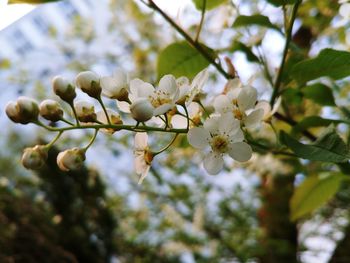 Close-up of white cherry blossoms in spring