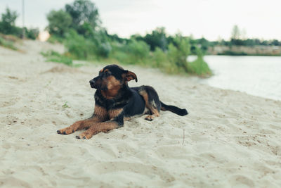 Dog lying on the beach