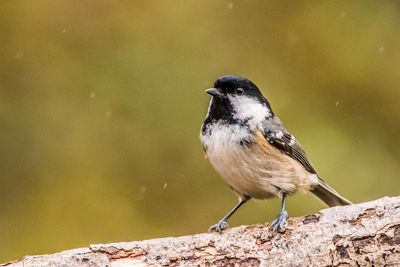 Close-up of bird perching on rock