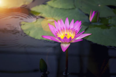 Close-up of water lily in lake