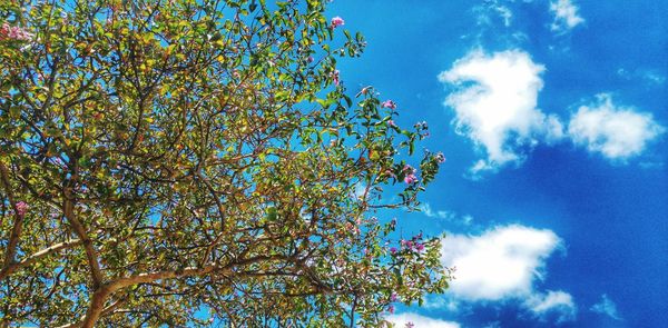 Low angle view of trees against blue sky