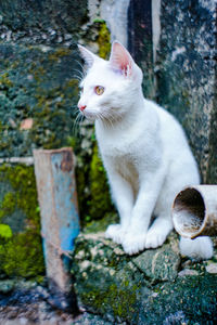 Close-up of cat sitting on wood