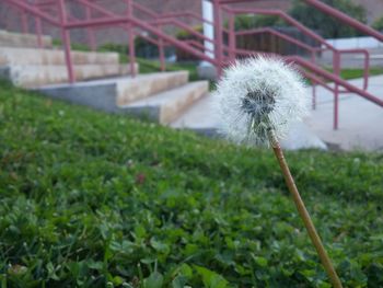 Close-up of dandelion flower