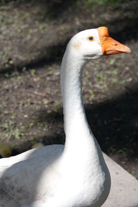 Close-up of swan