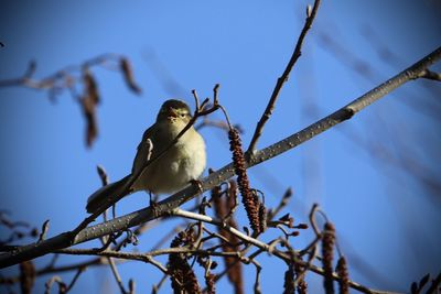 Low angle view of a chiffchaff perching on tree