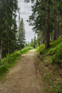 Dirt road along trees in forest