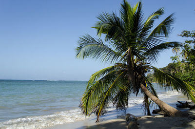 Palm tree by sea against clear sky