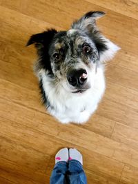 Low section of person with dog standing on hardwood floor