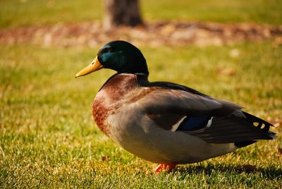 Close-up of bird on grassy field