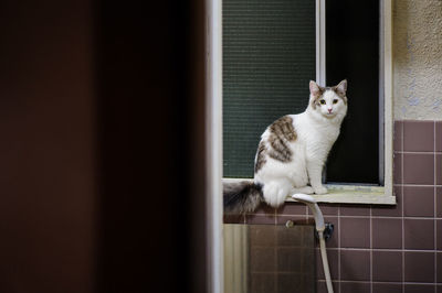 Portrait of cat sitting on window sill