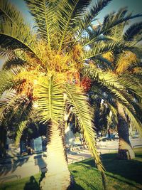 Palm trees against sky