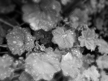 Close-up of water drops on flowers