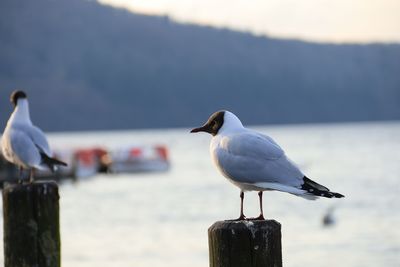 Seagull perching on wooden post