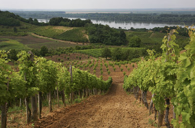 Scenic view of vineyard