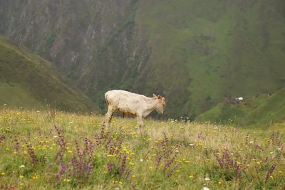 Sheep standing in a field