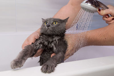 Cropped hands of woman assisting man in bathing kitten at home