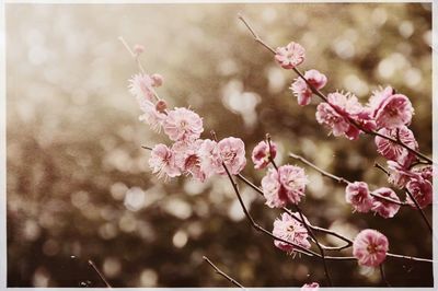 Close-up of pink flowers on tree