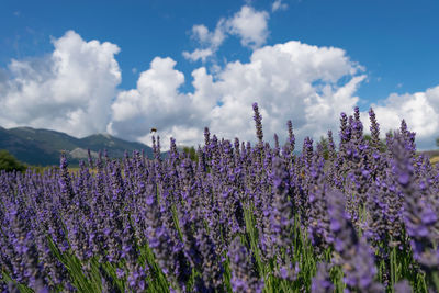 Purple flowering plants on field against sky